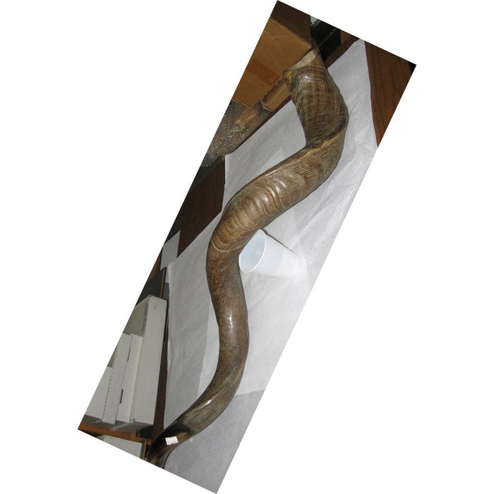 Yemenite Shofar - One of a Kind - Makes a great sound