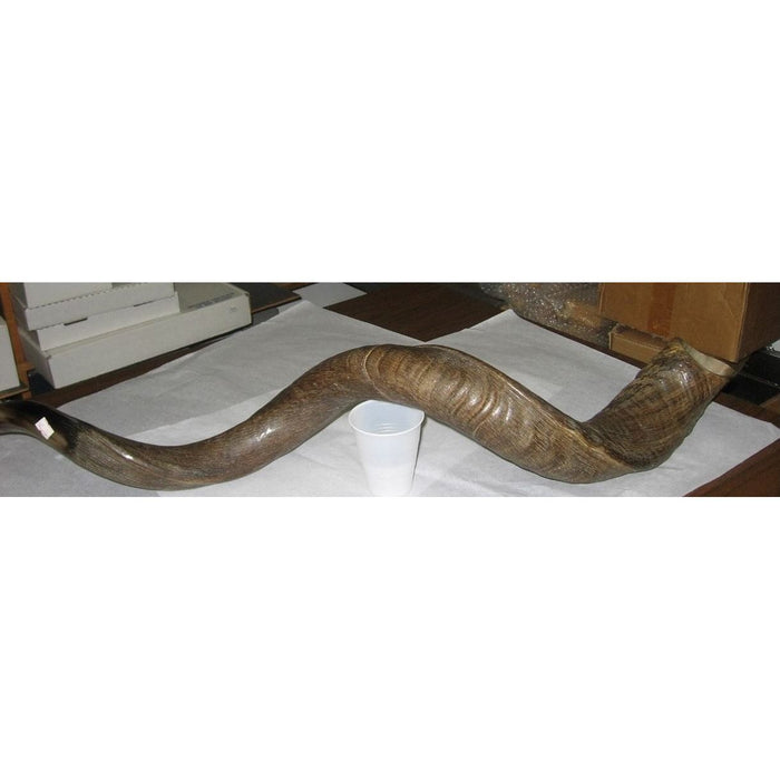 Yemenite Shofar - One of a Kind - Makes a great sound