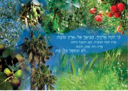 Laminated Poster 20"x 28" Shivat Haminim Seven Species of Israel