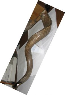 Yemenite Shofar - One of a Kind - Makes a great sound