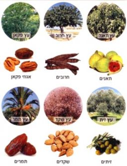 Trees & Fruit Jewish Photo Stickers Set of 120